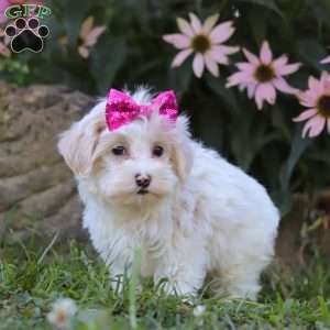 Willow, Maltipoo Puppy